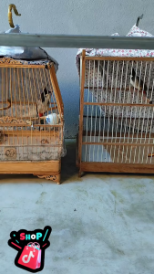 Cám Thuần Hóa Và Dưỡng Bổi Bảo Huy 500gr