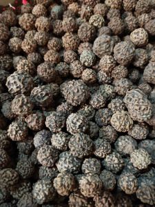Biji Jenitri - genitri - Jenitrie seeds - biji india - bahan kerajinan