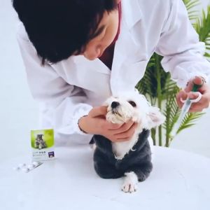 Pet Medical Supplies: Pet Medicine Feeder, Push Cartridge Medicine Feeder, Dog Cat Medicine Feeder