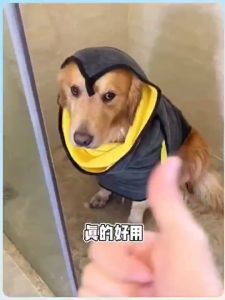 ผ้าขนหนูสัตว์เลี้ยง เช็ดขนแมว เช็ดขนสุนัข ผ้าไมโครไฟเบอร์ ผ้าซับน้ำอเนกประสงค์  เช็ดแห้งเร็ว ผ้าเนื้อนุ่ม ซึมซับน้ำได้ด