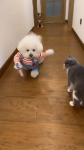 Pet Cosplay Clothes Deadly Doll Halloween Scary Dog Cat Costumes Funny Pet Clothes Cosplay Clothing