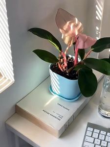 WHITE BLACK COLOR SUCCULENT CACTUS thick flower pot SQUARE PLASTIC POT PASU PLASTIK 四方盆 多肉盆 万象盆 万象方盆 仙人掌盆 彩色盆 小盆 花盆