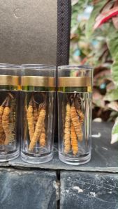 Đông trùng hạ thảo Tây Tạng - Hộp quà tặng quà tết - Thực phẩm dinh dưỡng - Loại hộp quà 12 con 24 con 30 con size 4