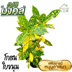 ต้นโกศล ต้นโกสน โกสน ไม้มงคล ในถุงชำต้นแข็งแรง พร้อมส่ง ต้นไม้มงคล โกศล (Croton) ใบทองเขียวจุด (ใบขนุน) ต้นไม้สวย