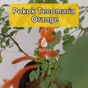 Pokok Bunga Tecomaria Orange Pokok Landskap Cape Honeysuckle Flower Live Plant SHS Kebun