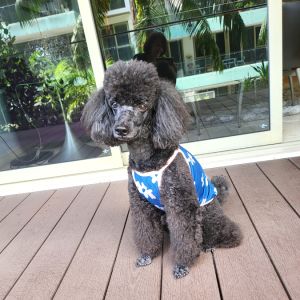 Dog Clothing Cooling T-shirt | Insect Shield Anti-tick Anti-flea Anti-mosquito | Sleeveless Breathable Mesh Material | Size S to 4L