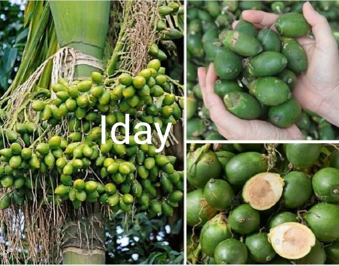 buah%20pinang%20muda,%20buah%20jambe%20segar%20BELI%203KG%20GRATIS%20250G%20buah/pohon/akar%20pinang%20meningkatkan%20gairah%20-%20Image%207