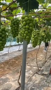 100Pcs Fruit Protection Bags Agricultural Garden Drawstring Bags Protect Fruit From Bugs Birds