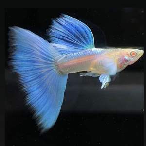 Albino Sky Blue Guppy Fish Freshwater Decorative Fish