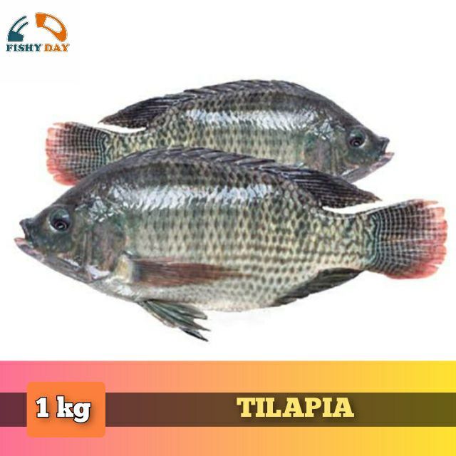 SEAFOOD FISH TILAPIA 1kg | Lazada PH