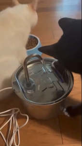 AJPET【 Stainless Steel Pet Fountain 2.2L】Automatic Ultra Quiet Cat Water Fountain Pet Feeder Drinking Bowl