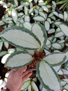 Tanaman Hias Calathea Darkstar - Kalatea Pickturata - Meranti