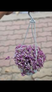 Cây tóc xù cây tổ ong để trồng treo ban công và treo trên giàn hoa trước nhà Minh Hân Garden