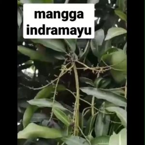 Bibit Tanaman Buah Mangga Indramayu / Cengkir Termurah