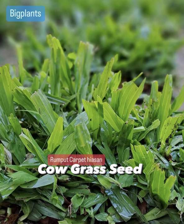 Biji Benih Rumput Cow Grass [+7000PC] Seed Rumput Cantik Axonopus Compresus Taman Rumput Padang Bola Rumput Carpet