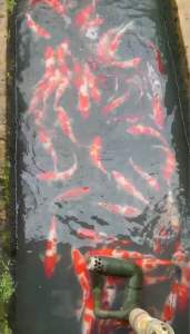 TOP PREMIUM GRADE 12-14” sizes ( JAPAN BLOODLINE )  3pcs at RM1050 + shipping RM100 ( 2 XL BOX ) - RANDOM PICK BY SIFU FARMER