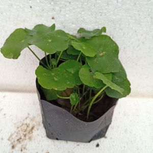 ต้นใบบัวบก พร้อมปลูก ต้นละ 10 บาท 5 ต้น 35 บาท บัวบก แว่นแก้ว