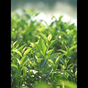 2025 Year 安溪铁观音春季清香型铁观音 The Newest Spring Tea Chinese Tea Tie Guan Yin Oolong Tea Tea Bulk