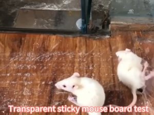 【24 hour shipping】perangkap tikus mouse trap glue rat trap gam tikus paling kuat extra lekat mouse killer rat glue trap strong pelekat tikus kuat gum tikus paling kuat mousetrap lem tikus 老鼠捕捉器 捕鼠神器 老鼠贴纸 老鼠胶 捉鼠器