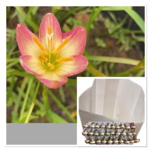 ญ.หัวดอกบัวดิน Lantana หัวละ 15 บาท