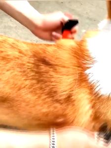 Bộ dây dắt Chó có phản quang kèm yếm ngực bằng chất liệu vải nylon (mẫu mới) - Hara Pet Store