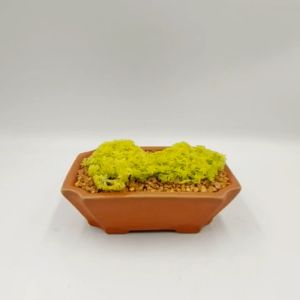 Chậu đất nung chậu sen đá - Chữ nhật 149545 miệng chậu 14cm và 9.5cm chiều cao 4.5cm