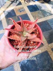 Red Christmas Aloe ( succulent ) / 多肉植物