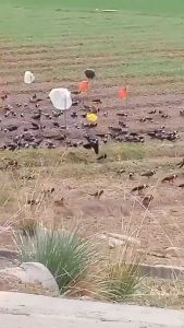 【ฟรี เจลกันยุง】🐦นกได้กลิ่นแล้วบินหนีไป🐦ไล่นก ไล่นกพิราบถาวร ก้อนไล่นกพิราบ ก้อนไฟป่าไล่นก เพียงแขวนไว้ ไล่นกได้ง่าย ไม่กลัวฝน ผลยาวนาน ปลอดภัยไร้สารพิษ เหมาะสำหรับหลายสถานที่ ไล่นกพิราบ ที่ไล่นก อุปกรณ์ไล่นก เครื่องไล่นก ยาไล่นกพิราบ ก้อนไล่นกพิราป