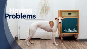 🇸🇬 2pcs Door Scratch Protector Self Adhesive Scratch Guard Pets Cats Dogs Guard for Door and Wooden Furniture