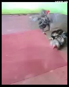 เจ้าฮาเล่ ซูมูม ไข่เชื้อไก่ชน ส.มีสุวรรณ 100% ร้านจัดส่งไว