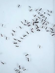 【24-hour delivery】Ant bait ant killing bait  ant bait ant killer Ant Trap Pest Control  ant Insecticide bait ant killer gel bait Ant bait safe A favorite of ant colonies