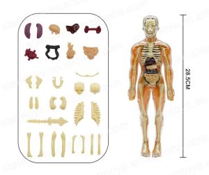 HUMAN BODY ANATOMY MODEL - MAINAN DOKTER - MAINAN TENGKORAK - HUMAN ORGANS - Mainan edukasi kedokteran - MAINAN Organ tubuh - ALAT PERAGA KEDOKTERAN - ALAT PERAGA MEDIS  - PERCOBAAN SAINS PELAJARAN ORGAN TUBUH MANUSIA Mainan sensori anak - TUGAS SAINS