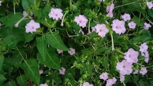 Twinsdaily | Bunga Mirabilis Jalapa Bunga Tapak Dara Warna Pink