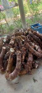 Củ bạc hà núi 2kg Đào sâu trong núi Cấm An Giang