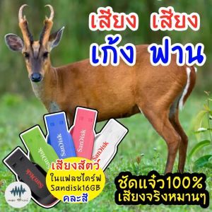 เสียงเก้ง ฟาน อีเก้ง เสียงต่อ เมม/แฟลชไดร์ฟเสียงต่อเก้ง มีเก็บเงินปลายทาง เสียงจริง ชัดแจ๋ว 100% ไม่มีโฆษณาแทรก (MP3 เสียงต่อสัตว์)