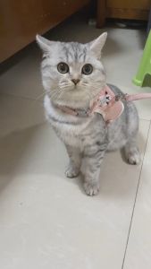 สายจูงแมวรัดอก จูงหมา สําหรับสัตว์เลี้ยง, สุนัข แมว กระต่าย ขนาดเล็ก เสื้อจูง ผ้าตาข่าย พร้อมสายจูง บสัตว์เลี้ยง