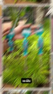 Total ไขควงสลับ (ปากแบน - ปากแฉก) ปลายแม่เหล็ก 1.1/2 นิ้ว / 4 นิ้ว / 5 นิ้ว / 6 นิ้ว รุ่น THT250216 / THT250226 / THT250206 / THT250266 ( 2 in 1 Screwdriver Set ) ไขควงหัวสลับ ไขควงหัวโต