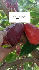 Bibit Jambu Air Mutiara Hitam Hasil Okulasi