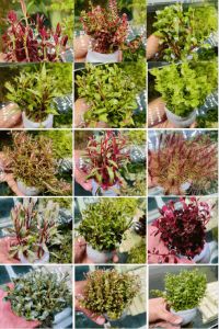 Chậu Cây Thủy Sinh Cắt Cắm Lá Nước Các Loại Đơn Giản Dễ Trồng Không Cần Nhiều Co2