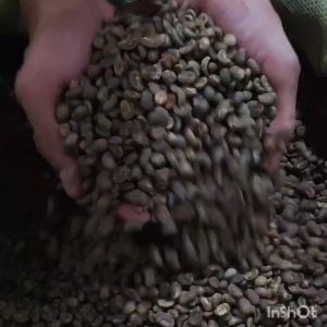 GREEN BEAN BIJI KOPI ARABIKA ACEH GAYO SEMI WASH - 1 KG