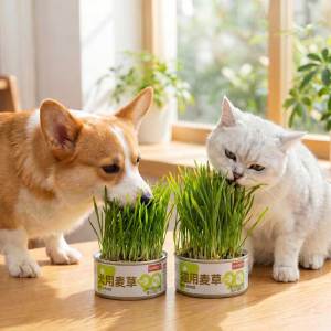 Teekland họa tiết cún cưng Wheatgrass đất miễn phí có thể hỗ trợ tiêu hóa tươi dinh dưỡng và dễ dàng để Grow cỏ vật nuôi cho Chó mèo hữu cơ với có thể