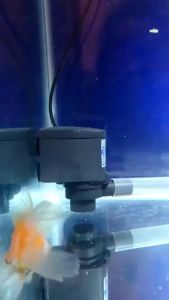 Wallpaper Bigron Gambar Aquarium: Dekorasi Unik untuk Ruang Tamu