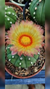 Combo 7 loại xương rồng  hoa tương tự như hình. có tặng kèm chậu nhựa nhỏ