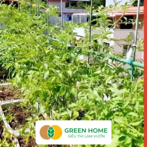 5 Ống Thép Bọc Nhựa Greenhome Daim Nhật Bản D180cm Làm Khung Hoa Hồng Leo Giàn Leo Bầu Bí Mướp Độ Bền 5 Năm