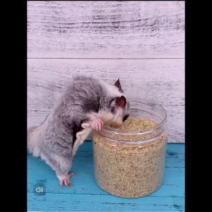 Sugar Glider Food Wheat Germ 蜜袋鼯食品 小麦胚芽