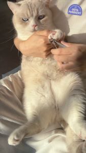 ปลานิลอบแห้ง ขนมน้องแมว Hoya Purrkery จากธรรมชาติ 100%