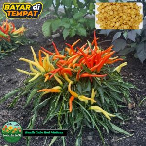10 BUTIR BIJI/BENIH TANAMAN CABE RED MEDUSA