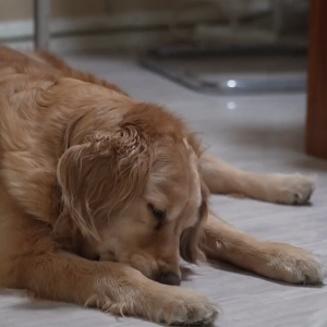 Gut Pro Probiotics: Essential for Pets! Supports Digestion & Development Puppy to Senior