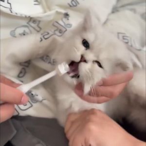 Pet Cat Toothpaste Set Cat Toothbrush Dog Finger Toothbrush Berus Gigi Kucing Dental Care Ubat Gigi Kucing 宠物猫狗牙膏牙刷