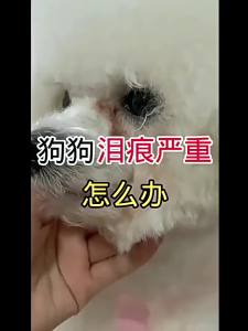 💗🙋‍♀️💗比熊去泪痕神器去除液狗狗清洁眼屎黄红胡子宠物专用眼水滴眼液